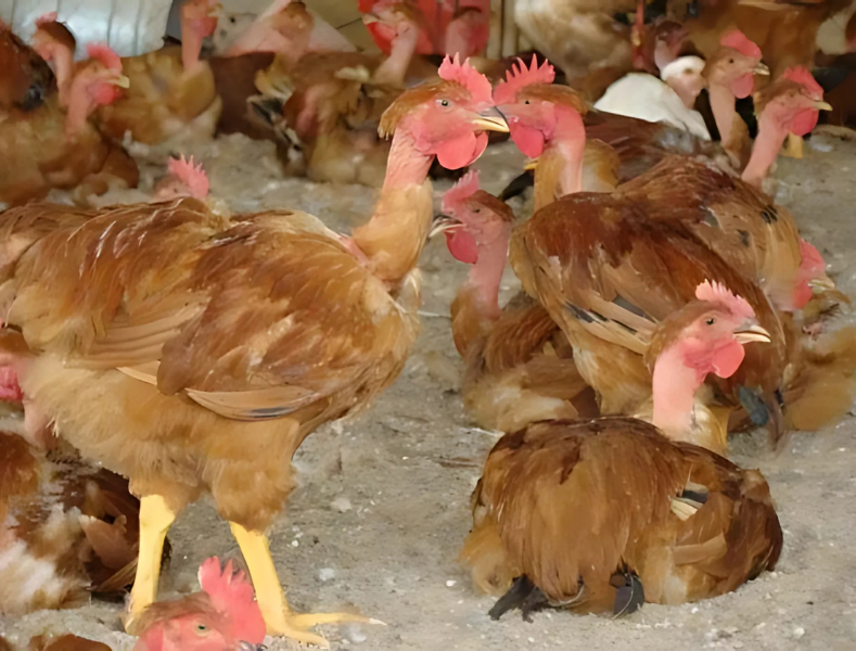 Frangos caipiras melhorados com plumagem marrom e pescoço pelado em galpão rústico